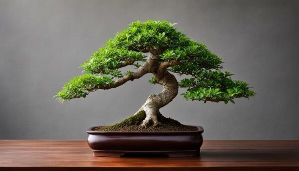 Chinese Elm: Caring Tips for The Bonsai Plant
