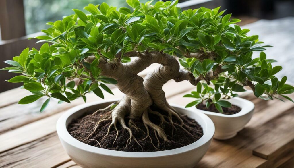 Ficus 'Ginseng' Bonsai