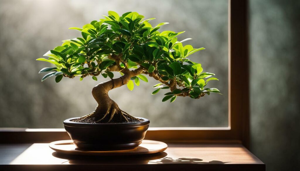 Ficus 'Ginseng' Bonsai