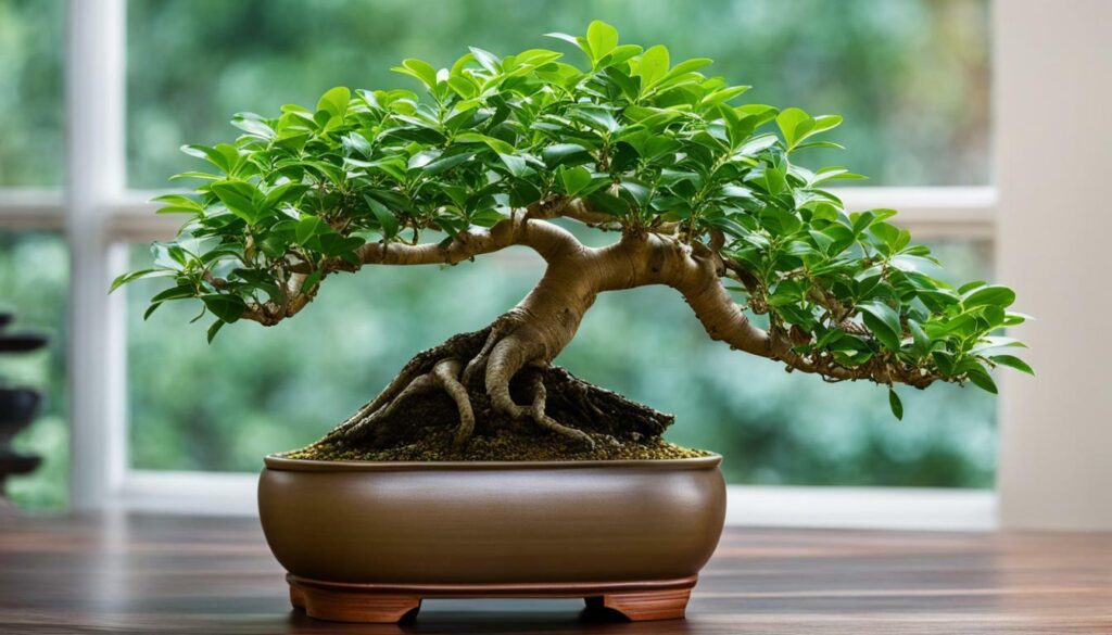 Ficus 'Ginseng' Bonsai Plant