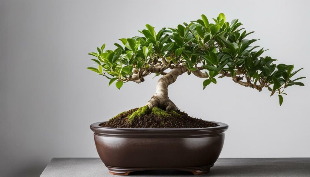 Ficus 'Ginseng' bonsai plant