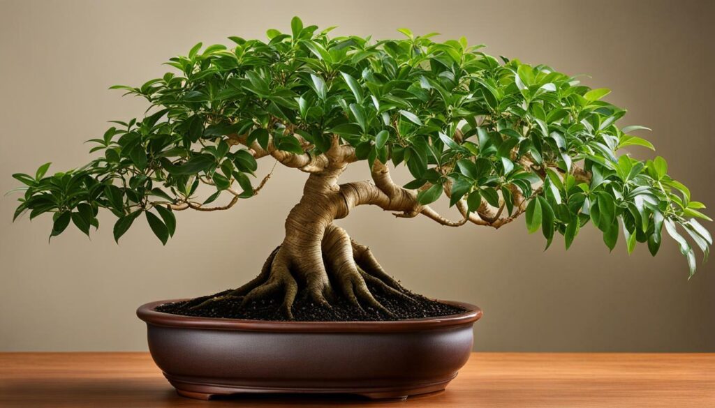 Ficus ‘Ginseng’: