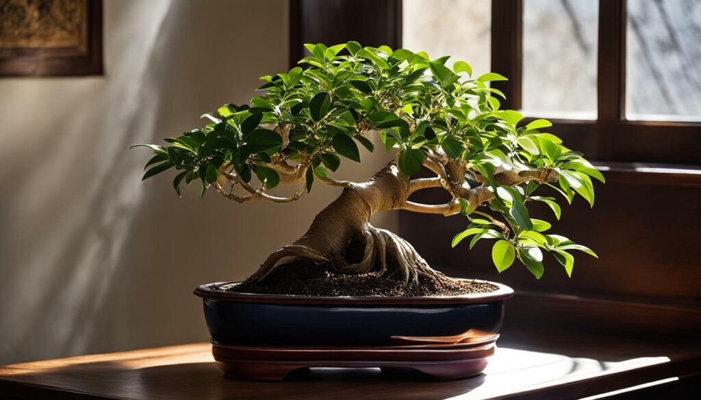 Ficus ‘Ginseng’ bonsai plant on a windowsill with natural light