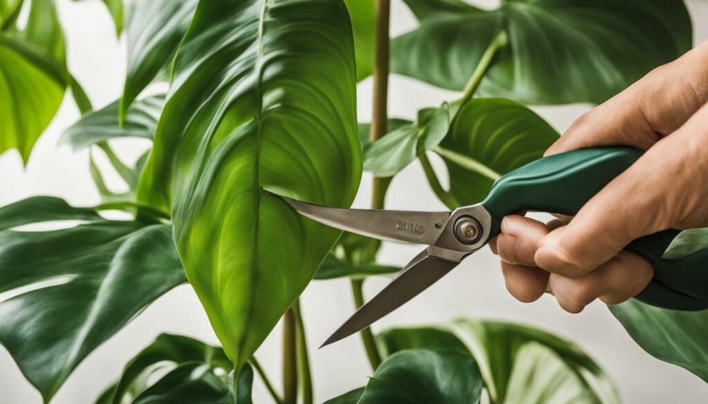 Pruning and Maintenance Philodendron 'Jose Buono'