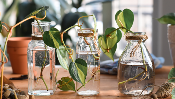 How to Propagate Pothos: A Guide to Growing Your Own 2024