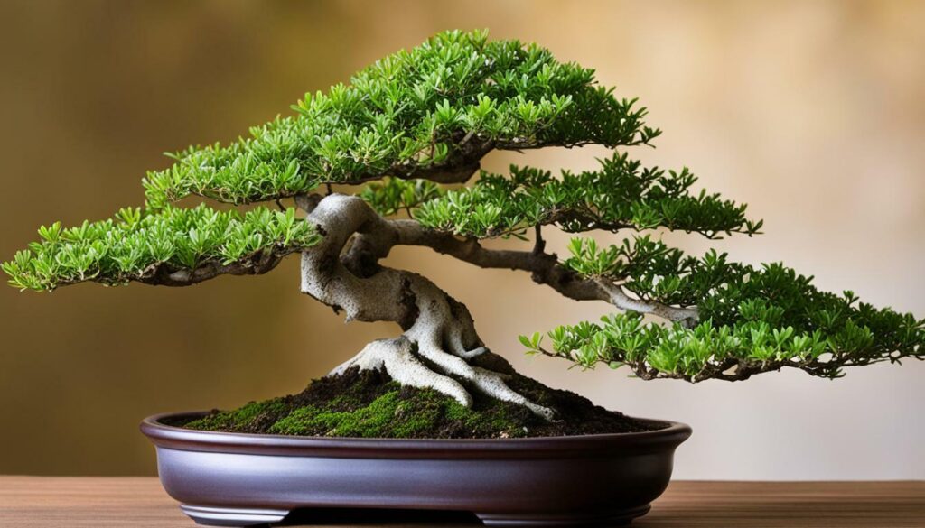 serissa bonsai care