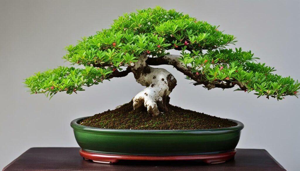 serissa bonsai fertilizer