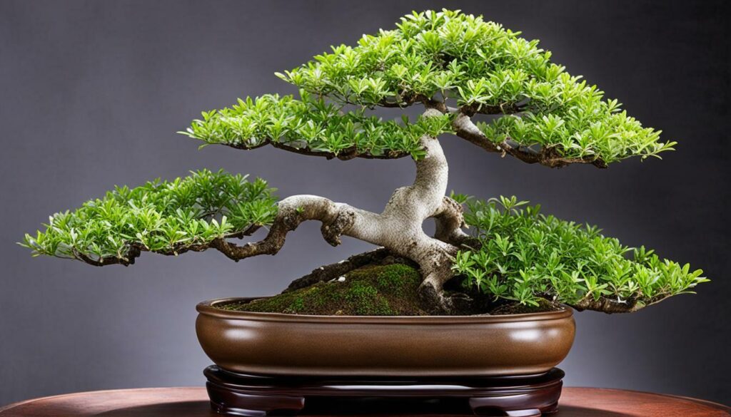 serissa bonsai indoor