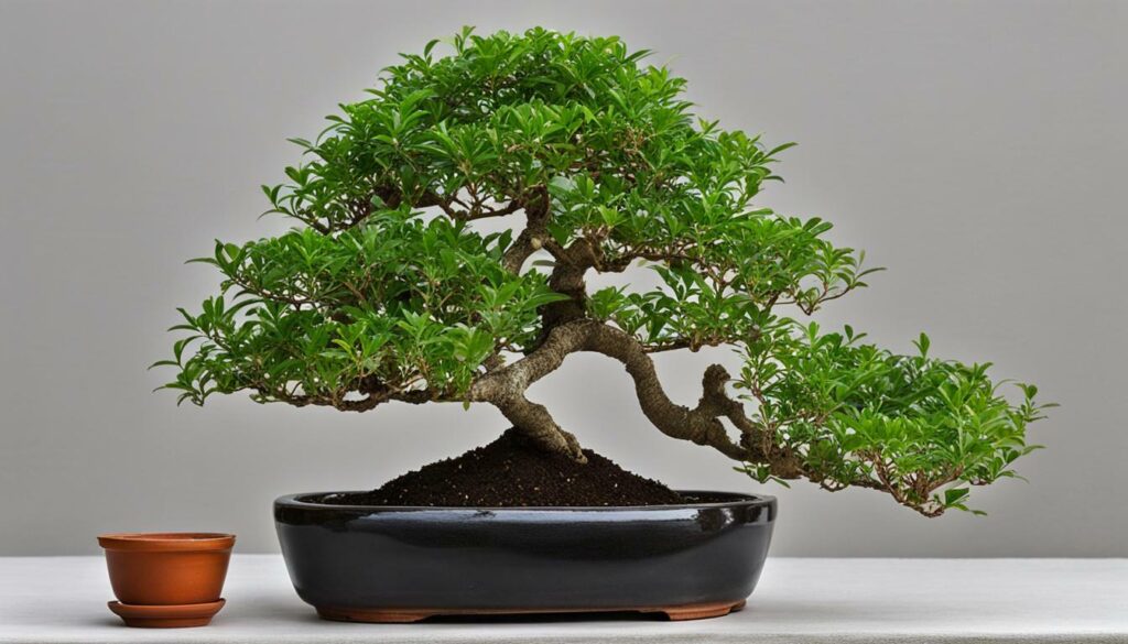 serissa bonsai species