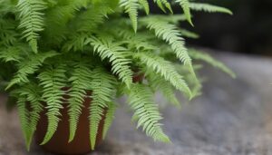 Davallia fejeensis (Rabbit’s Foot Fern) – The Perfect Indoor Fern for Greenifying Your Home